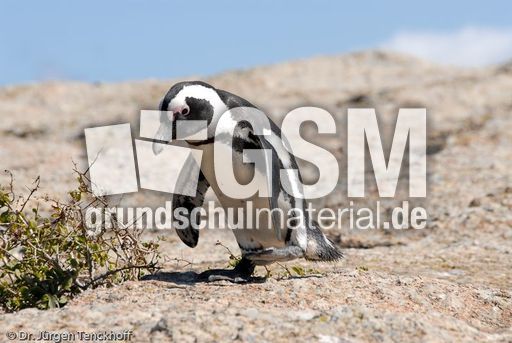 Brillenpinguin (6 von 148).jpg